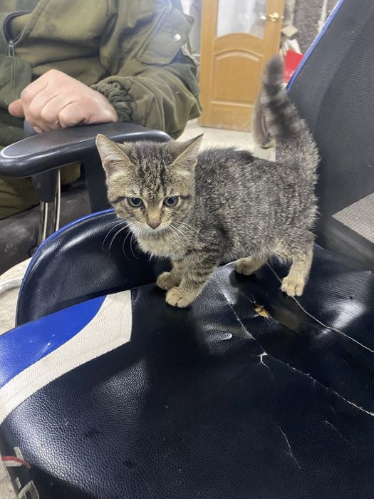 Отдат котёнка в хорошие руки боимся что умрёт на СТО