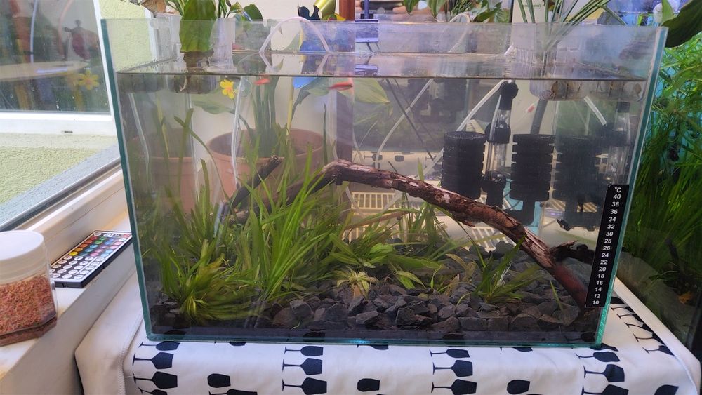 Acvariu cu pesti 41l plante scoici pesti cioata lumina led substrat