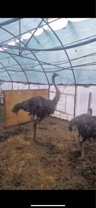 Pui de strut de 5 luni