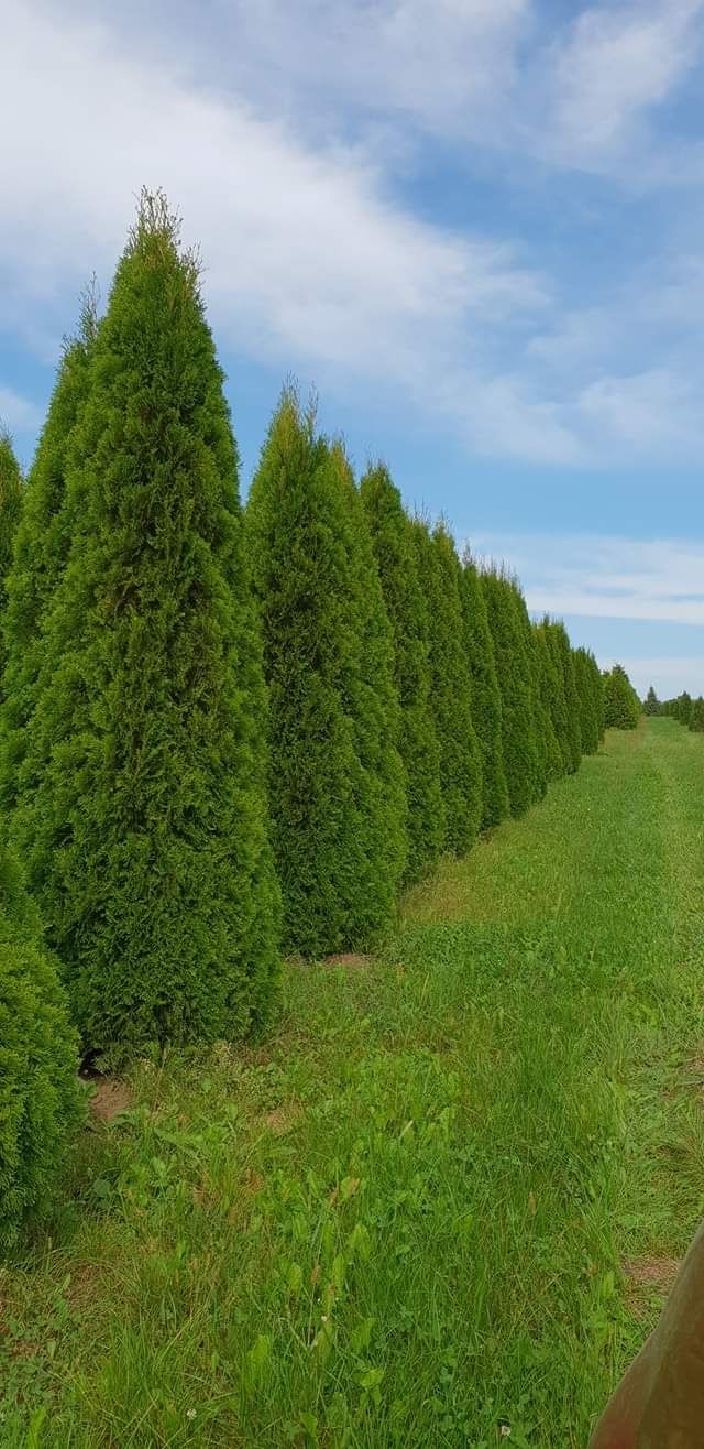 Mesteacan tei plante ornamentale