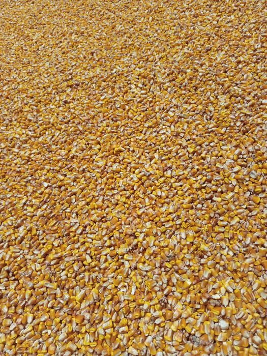 Porumb boabe producție 2025