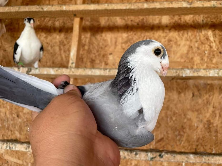 Vând diferite rase de porumbei