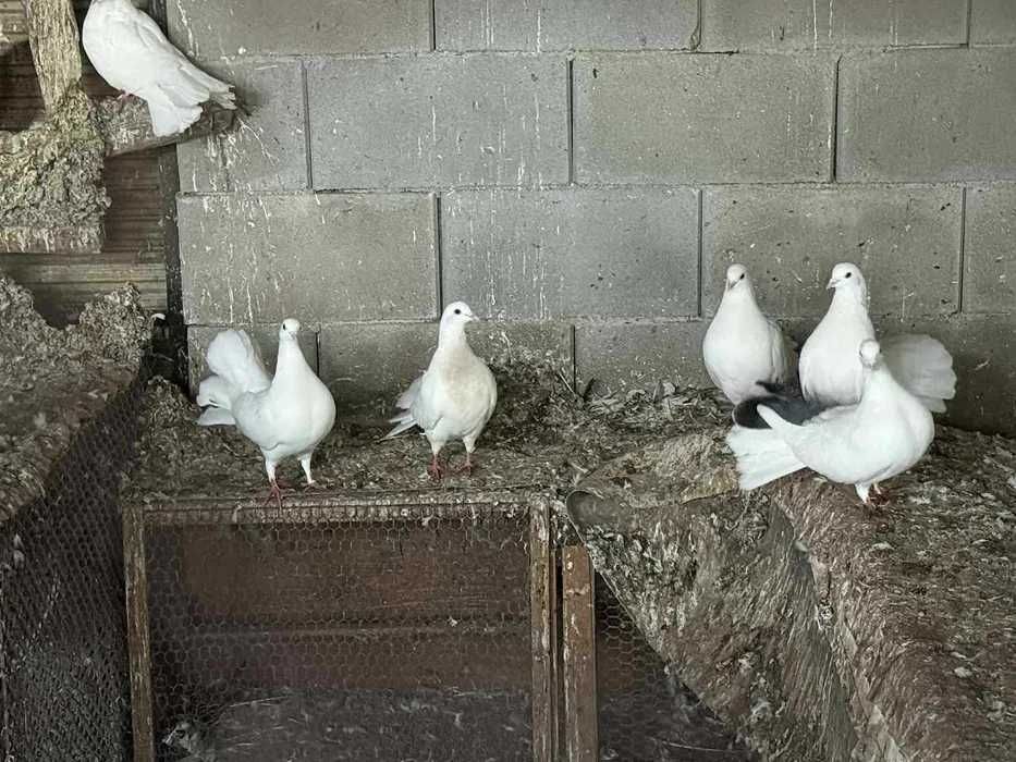 Продавам около 100 броя  гълъби.