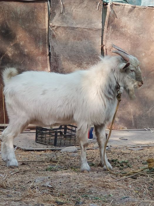 Oppoq TAKA HIDI BOR, ZOTTOR, 9oylik dalada osgan ,hidi cchiqqan