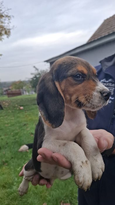 Beagle   tricolor
