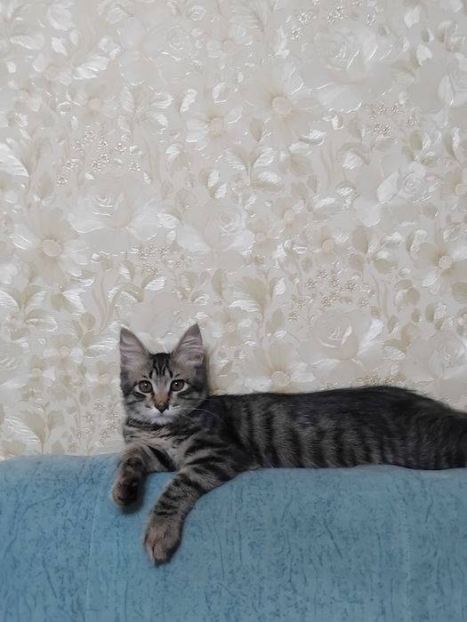 Отдам котёнка в хорошие руки