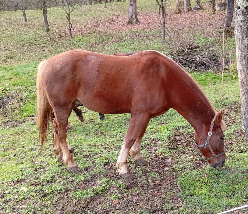 Cai de vanzare  la pret bun