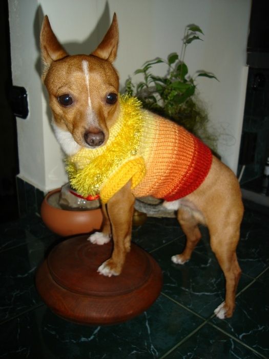 "Ка-Ра" невероятни плетени дрешки за кучета.