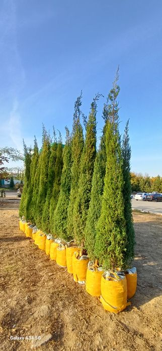 Xar xil turdagi archa kochatlari bor..