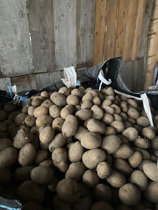 Cartofi pentru animal