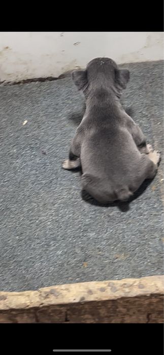 Vand Bulldog Francez Blue!