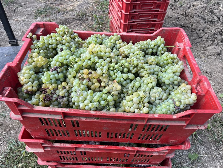 Struguri  de vin