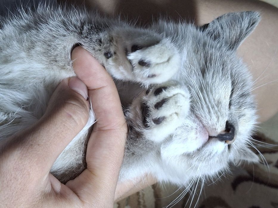 Котик продаётся!!