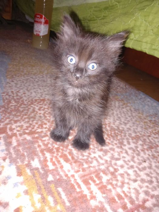 Vand 3 motanei 1 gri si 2 negri sunt foarte jucausi fac la litiera
