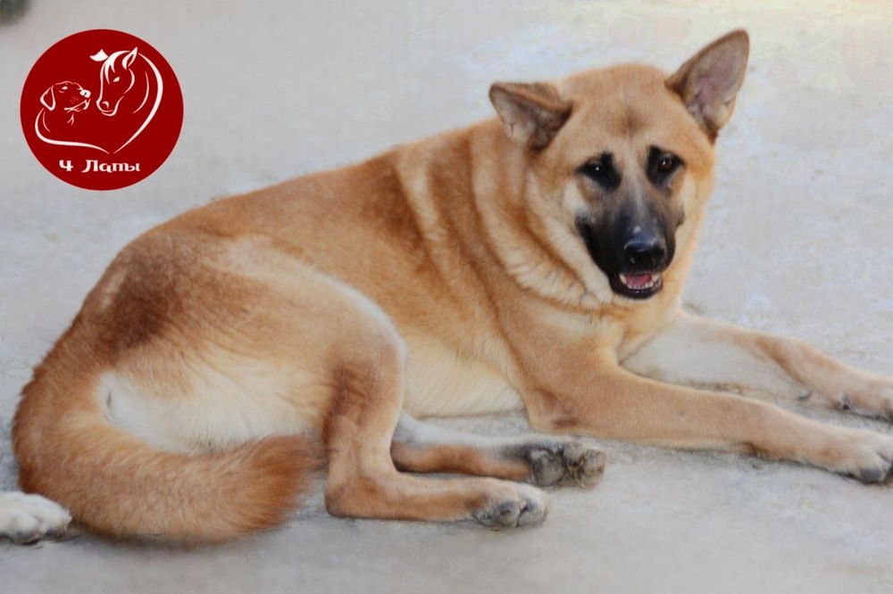 Подари Нико семью и любовь