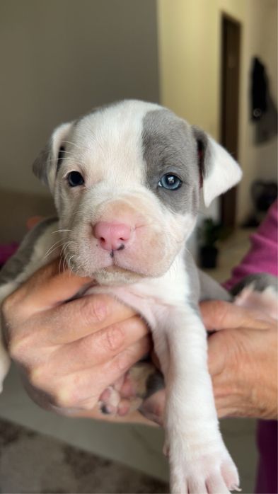 Vand amstaff rasa pura