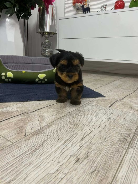 Йоркширски териер, мъжко