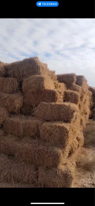 Беда сотилади 4000 кип.