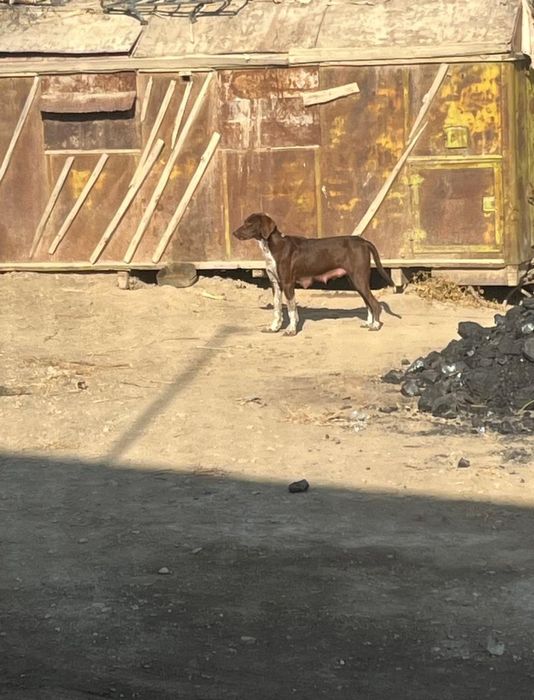 Курцхарь тазы мен обмен