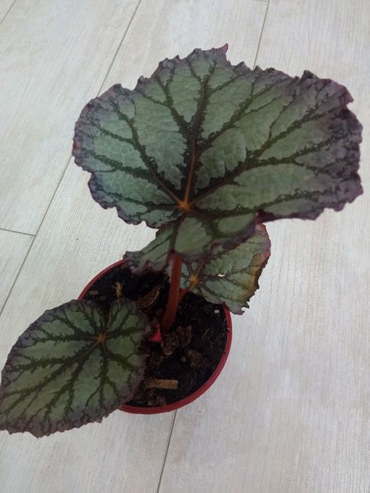 Бегонии и филодендрон