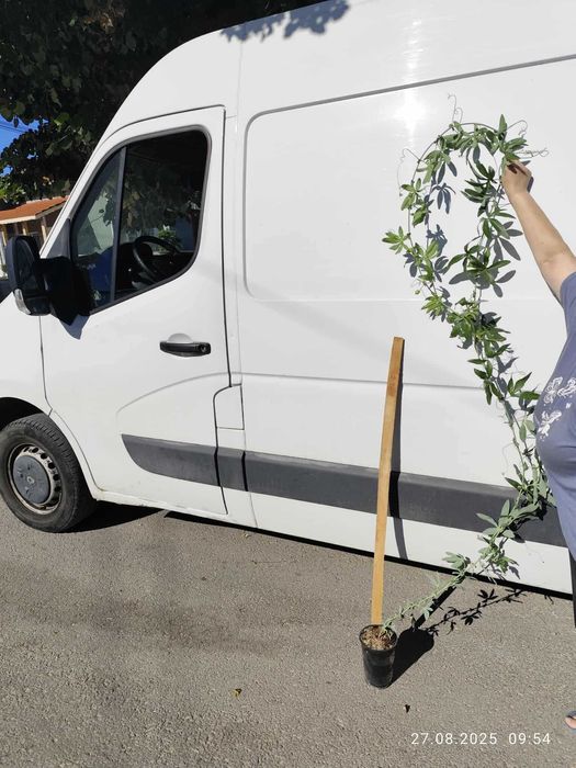 Пасифлора - Passiflora