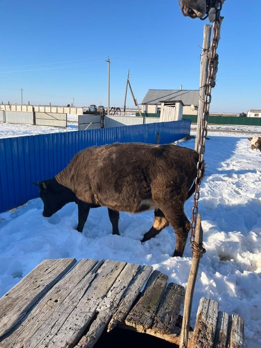 Продам телята возраст 1.7