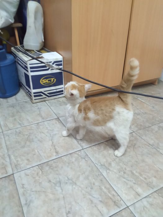 Отдам в надёжные руки