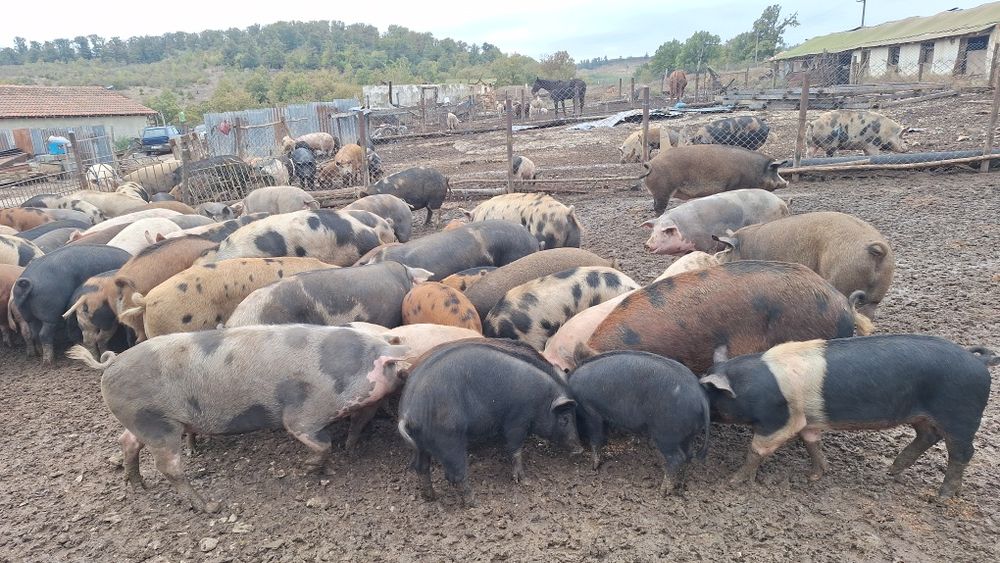 Прасета,кърми,различни КГ.