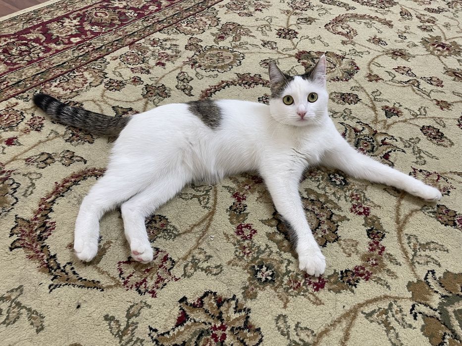 Кошечка симпотичная