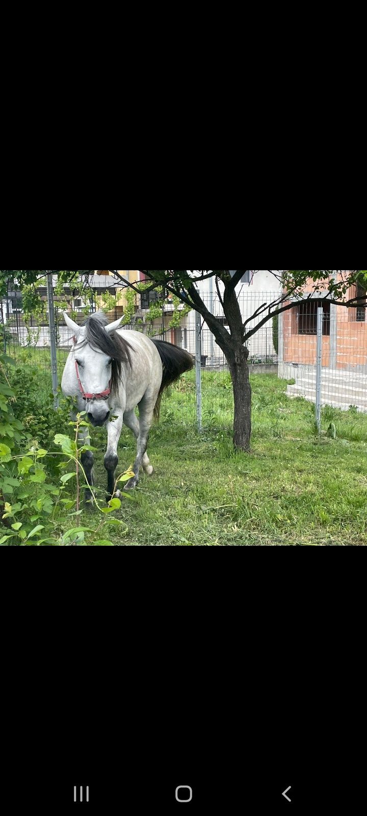 Iapa de 5 ani foarte cuminte