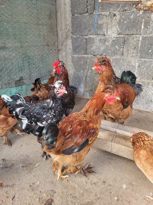 Vând/schimb cocoși cu moț și barbă