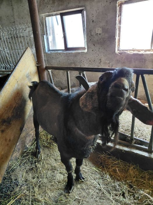 Vând țapi de monta