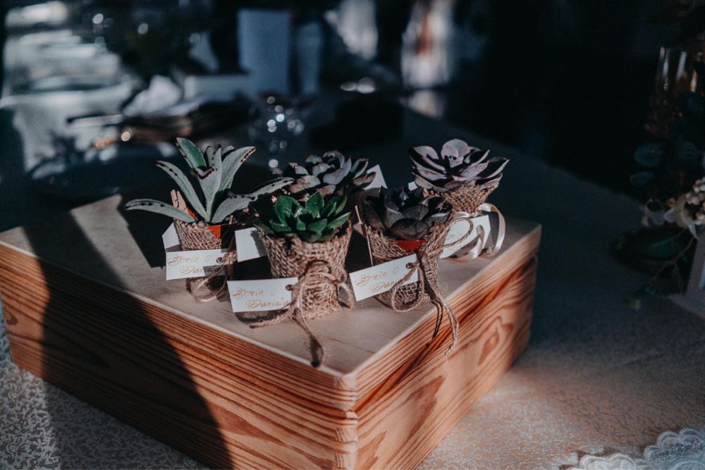 Mărturii Nuntă plante suculente