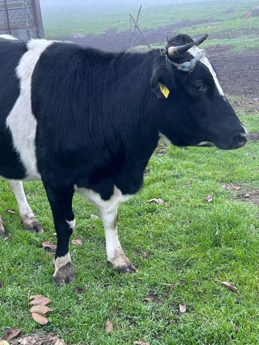 Vând vițea gestanta în 5 luni