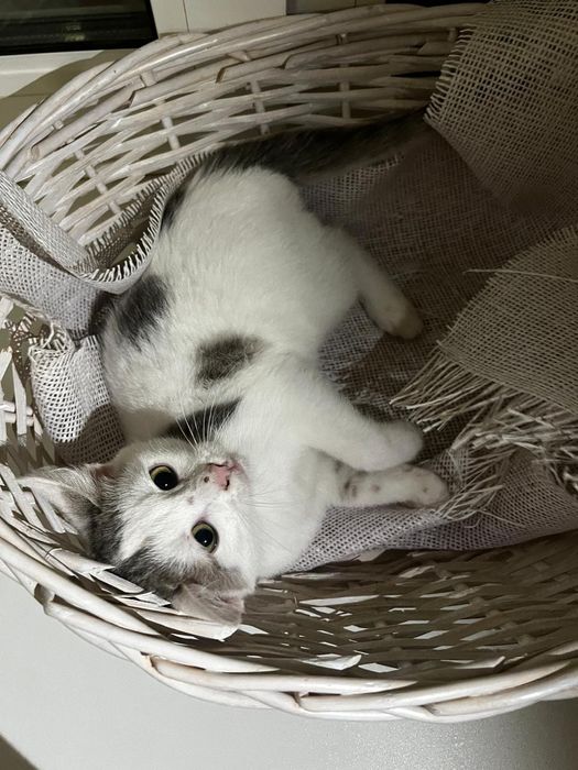 Отдам котят в добрые руки