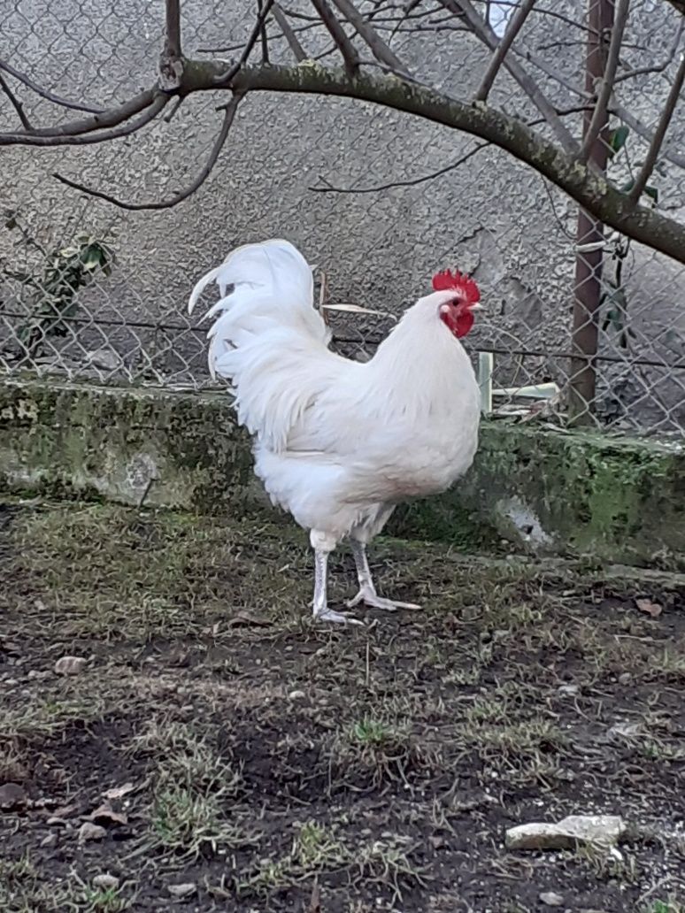 Vând cocoși australorp alb, 9 luni