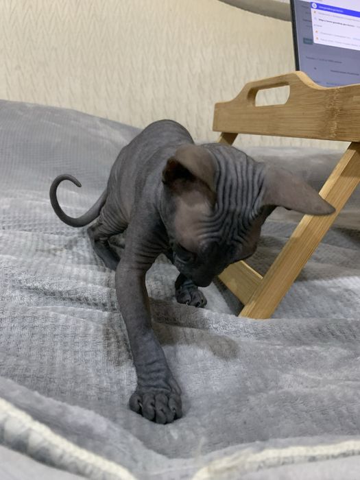 Котенок девачка