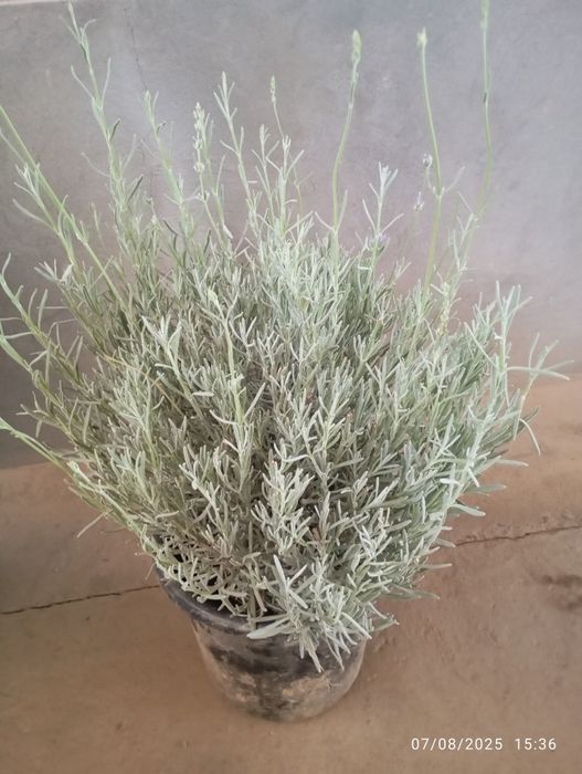 Lavanda razmarin  gullari cheklanmagan miqdorda sotiladi dona optom