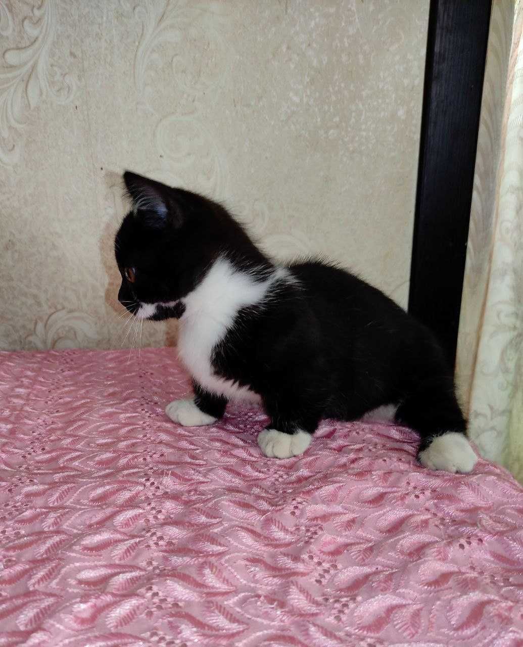 Продается элитный котенок Манчкин, девочка.