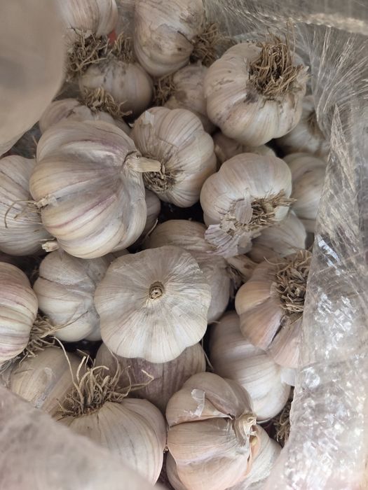 Чеснок доставка от 1 мешок