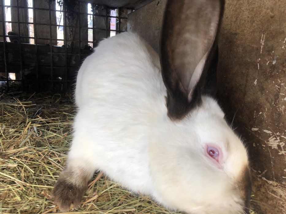 Iepuri Californieni 12 luni