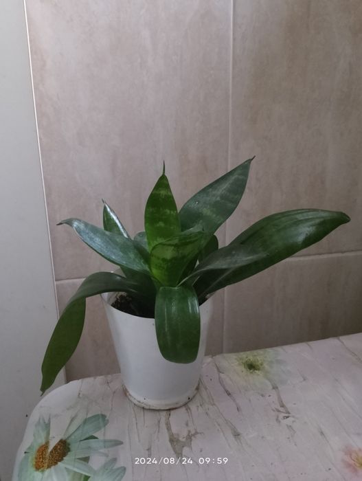 Сансевиерия ханни