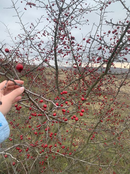 Vând păducel, planta inimii