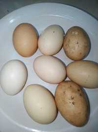 Uy tuxumi Домашние Яйца