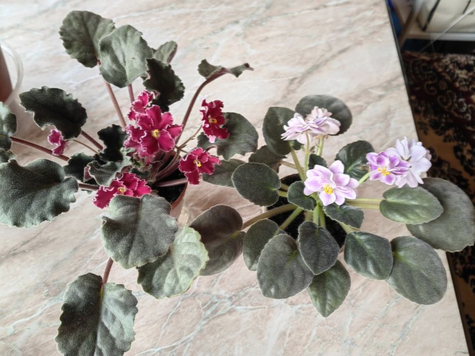 Продам цветы: сансевиерия и фиалки