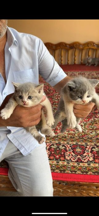 Котята  Британские