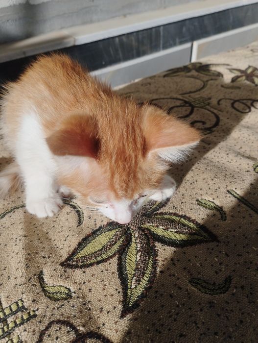 Отдам даром котят