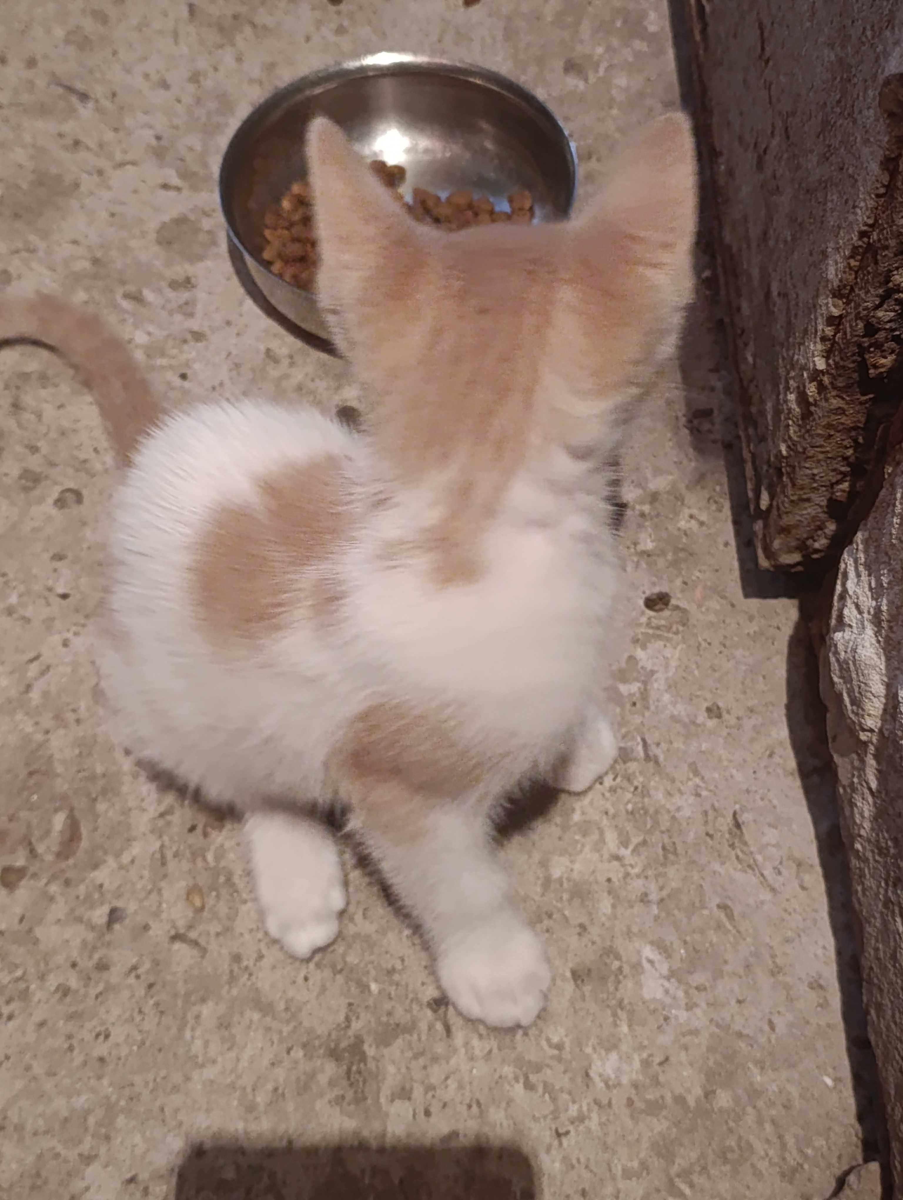 Котенце за осиновяване