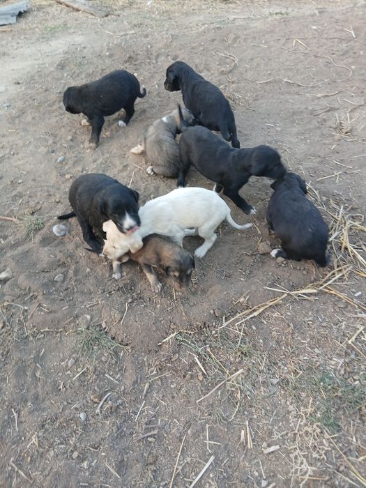 Кумай тазы кушиктери