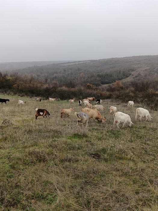 Vând 13 capre tinere